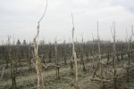 Fruitteelt in Tsjechië afgenomen sinds toetreding tot de EU
